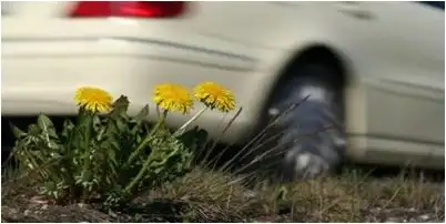 continental continental