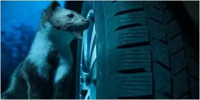 continental continental