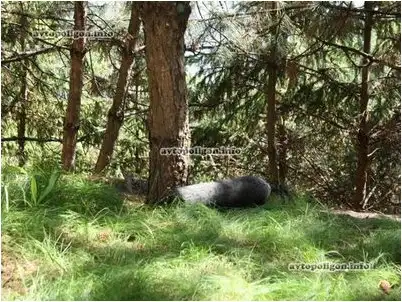 царев царев