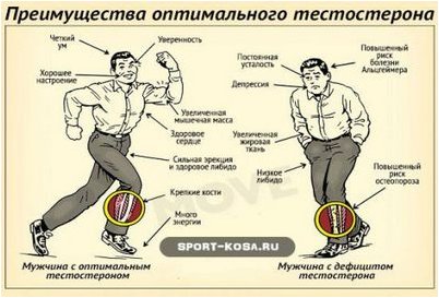 тестостерон тестостерон