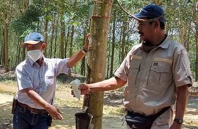 Porsche и Michelin поддерживают фермеров на небольших каучуковых плантациях Суматры Porsche и Michelin поддерживают фермеров на небольших каучуковых плантациях Суматры